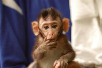 Le macaque